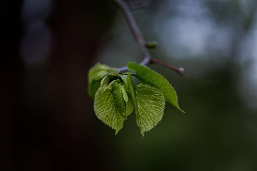 Junges Laub an einem Baum